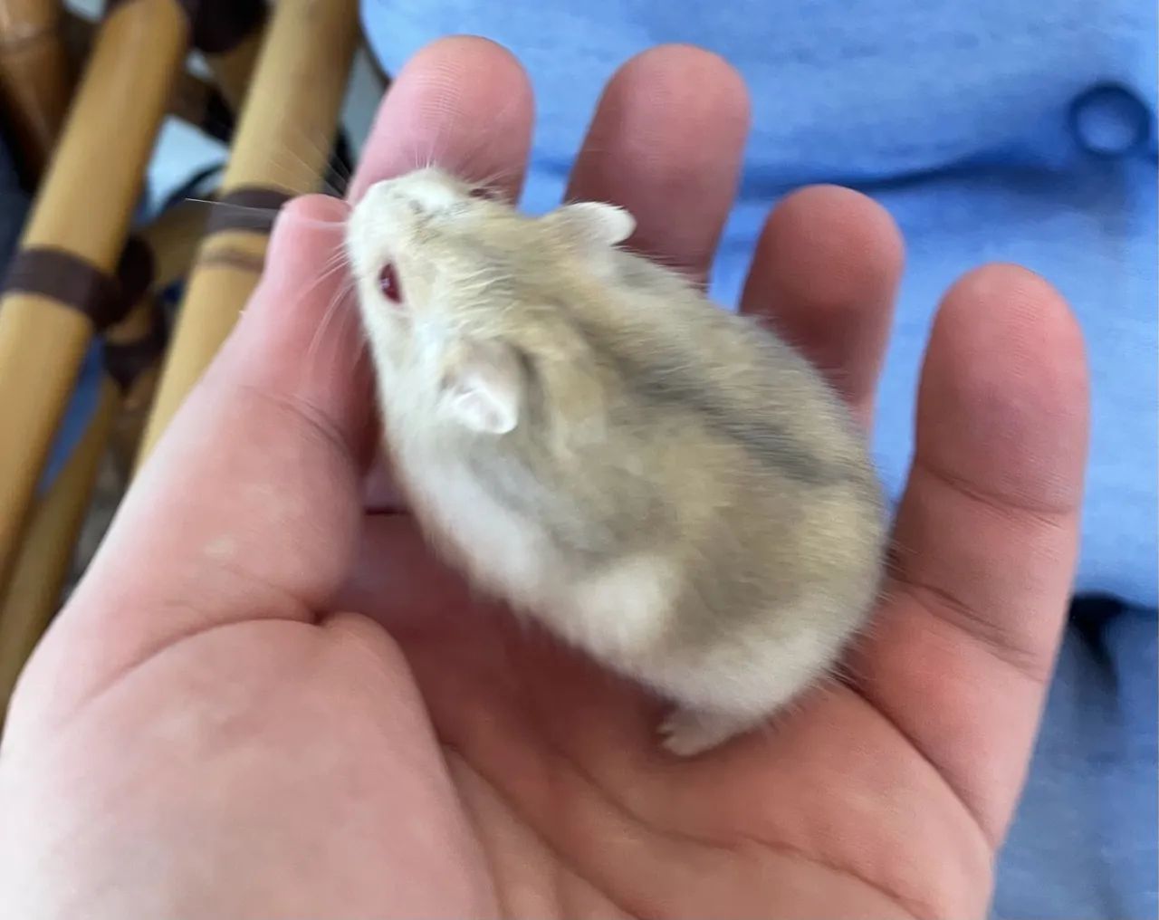 Dois filhotes de hamster anão muito mansos - Foto 2