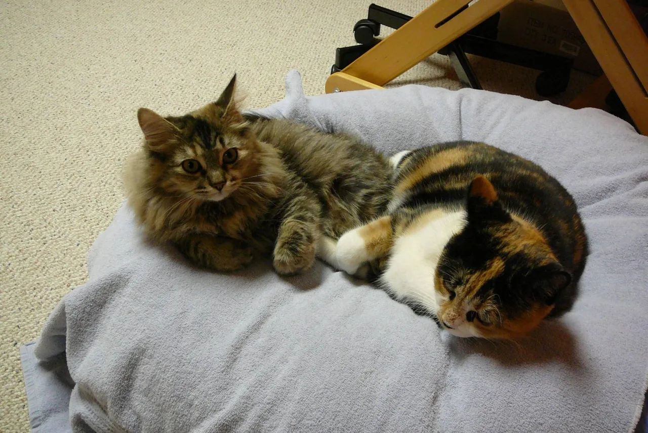 Maine coon tigrado raro - Foto 2