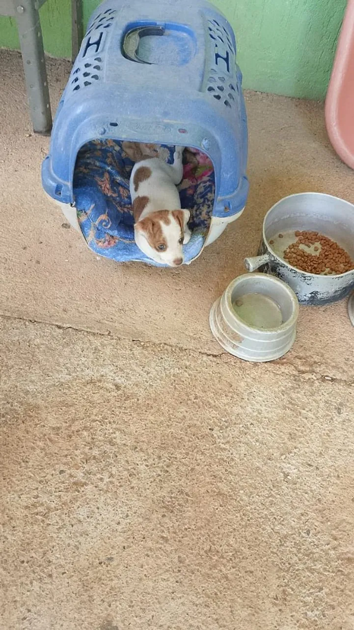 Filhote macho de Pincher com 3 meses