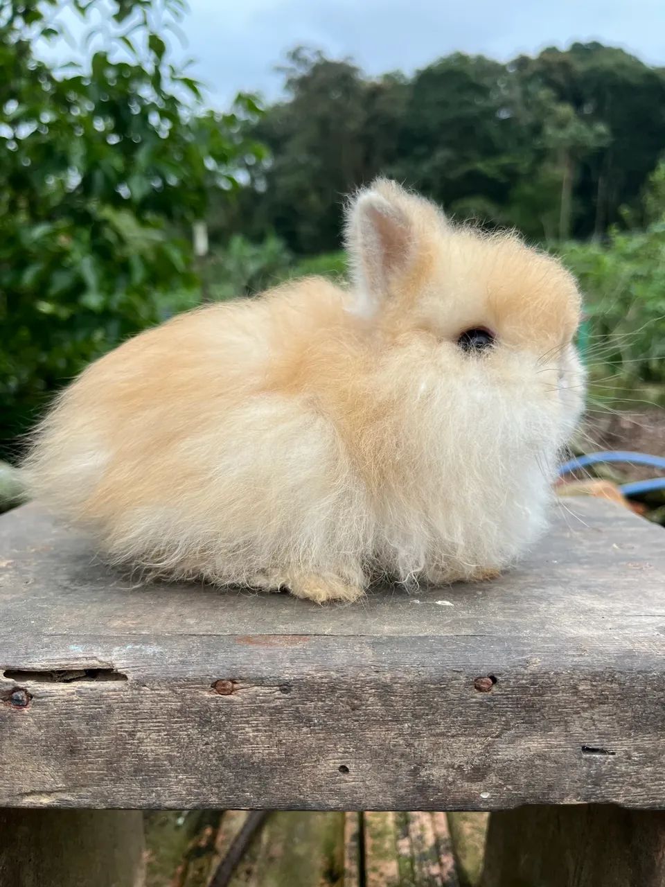 Mini rabbit female64319181954819123