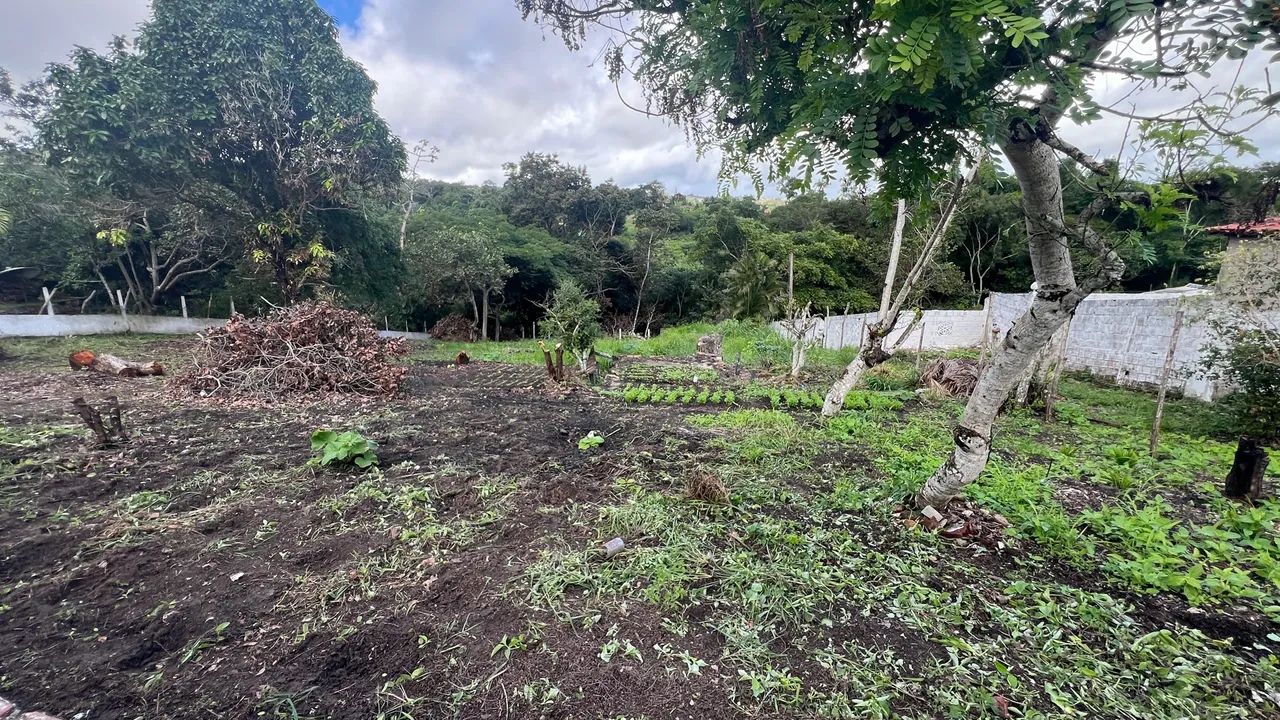 Terreno em chã grande  - Foto 2