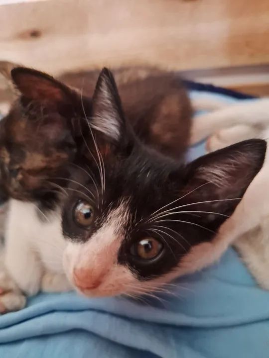 Três gatinhos fofinhos para adoção - Foto 4