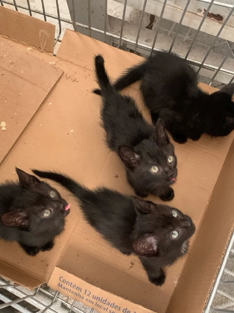 Gatinho Preto para Adoção - Foto 2