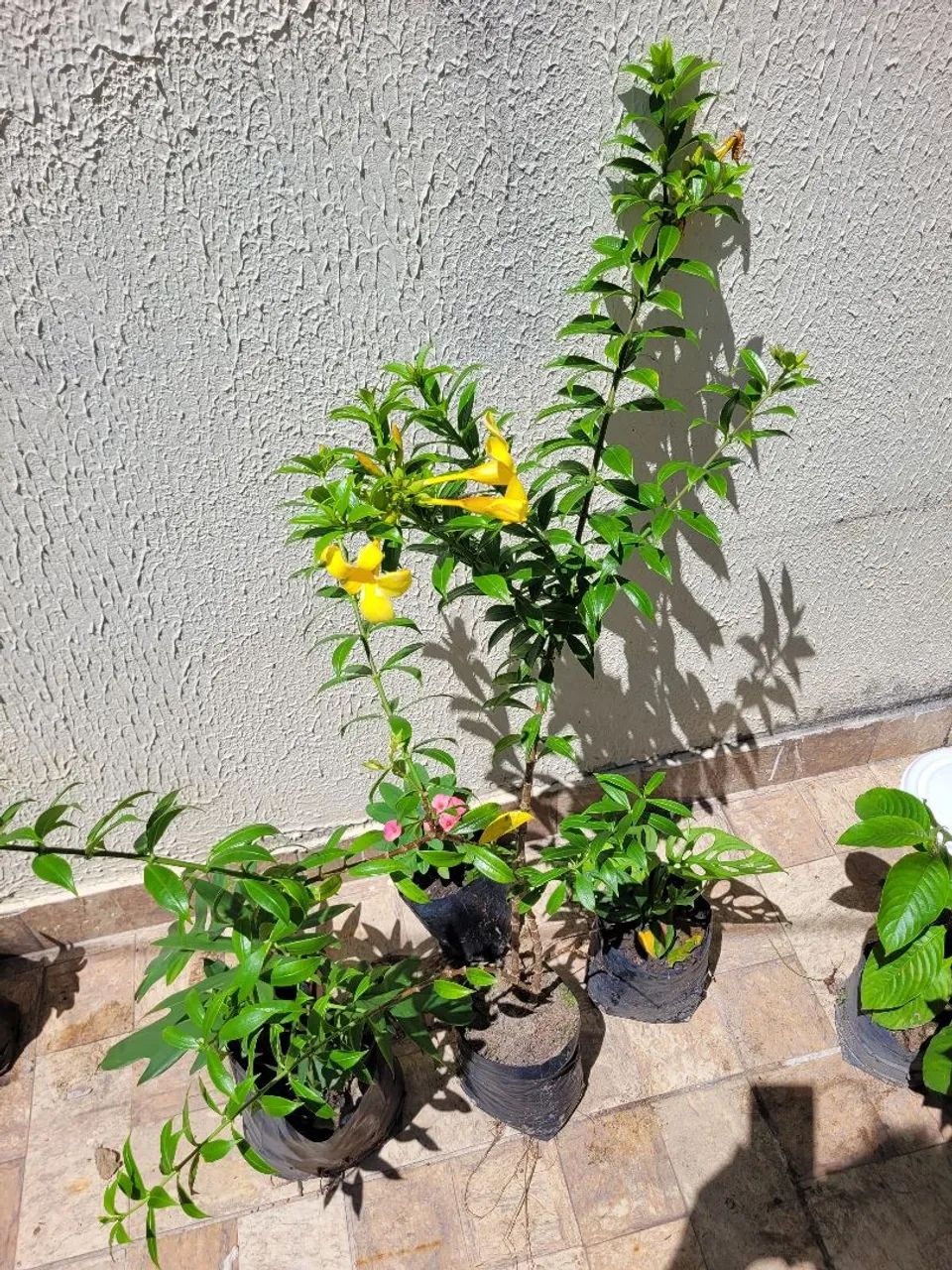 Plantas ornamentais e mudas de árvores frutíferas  - Foto 4
