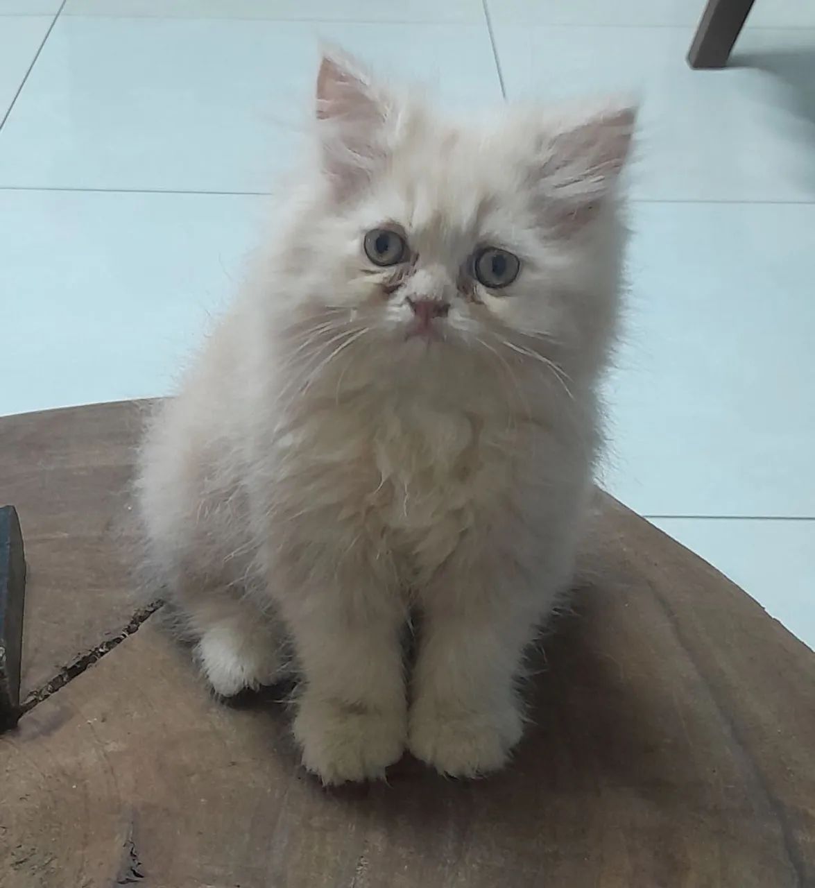 Gatinho Persa  - Foto 3