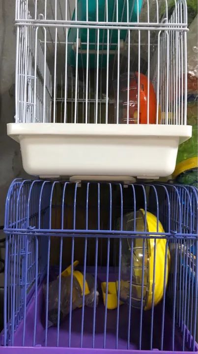 Gaiola mini para Anão russo ou topolino  - Foto 2