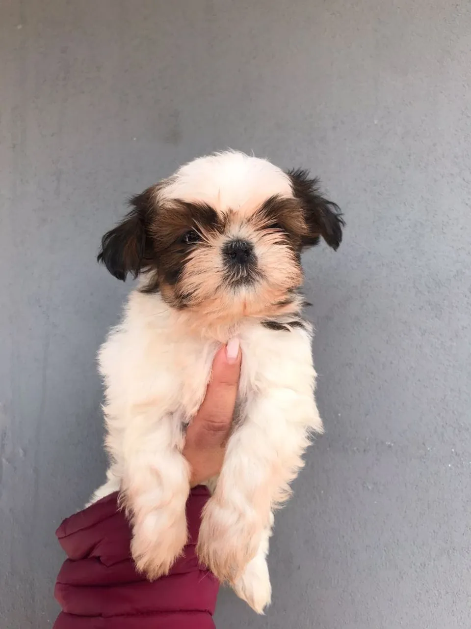 Filhote Shih Tzu macho