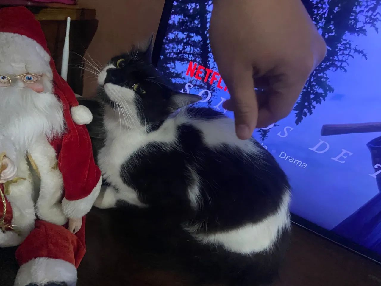 DOAÇÃO URGENTE - Foto 3