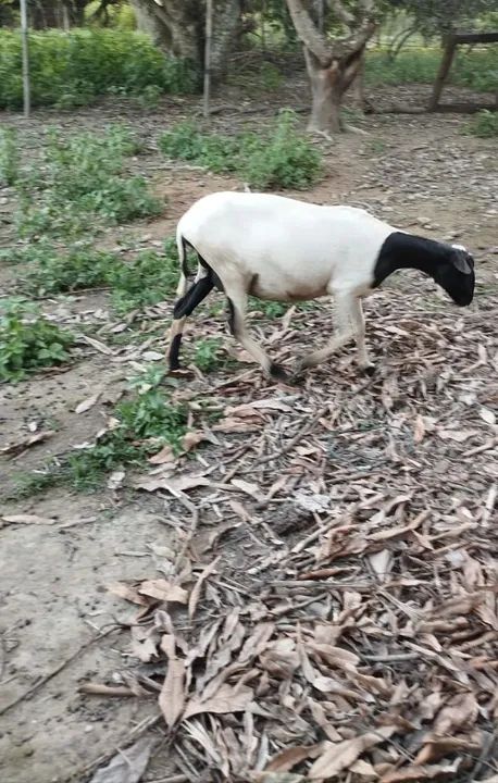 Ovelha adulta - Foto 5