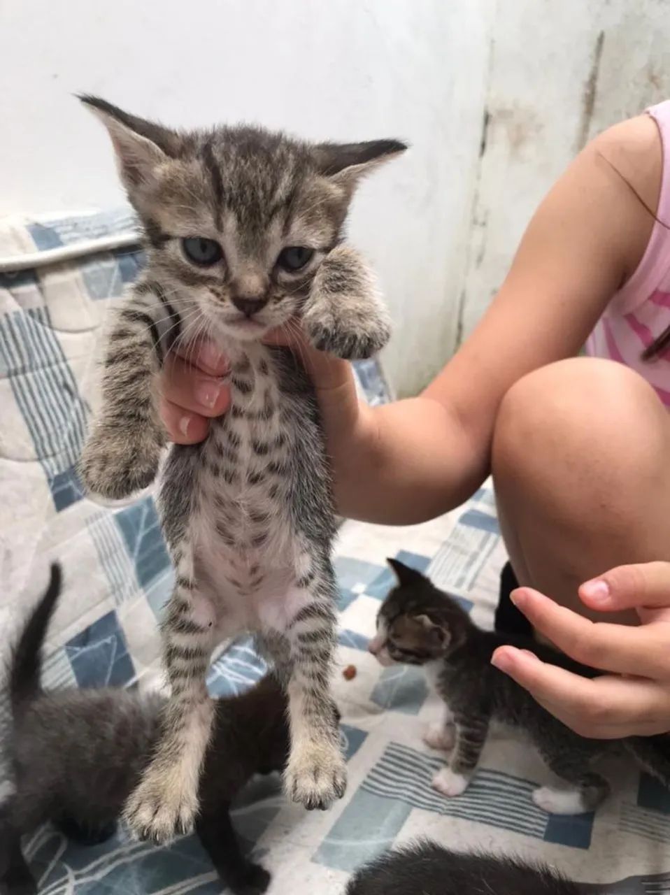 doa-se gatinhos - Foto 2