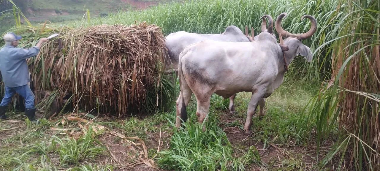 Boi carreiro  - Foto 4