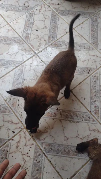 Filhote de Pastor belga malinos  - Foto 4