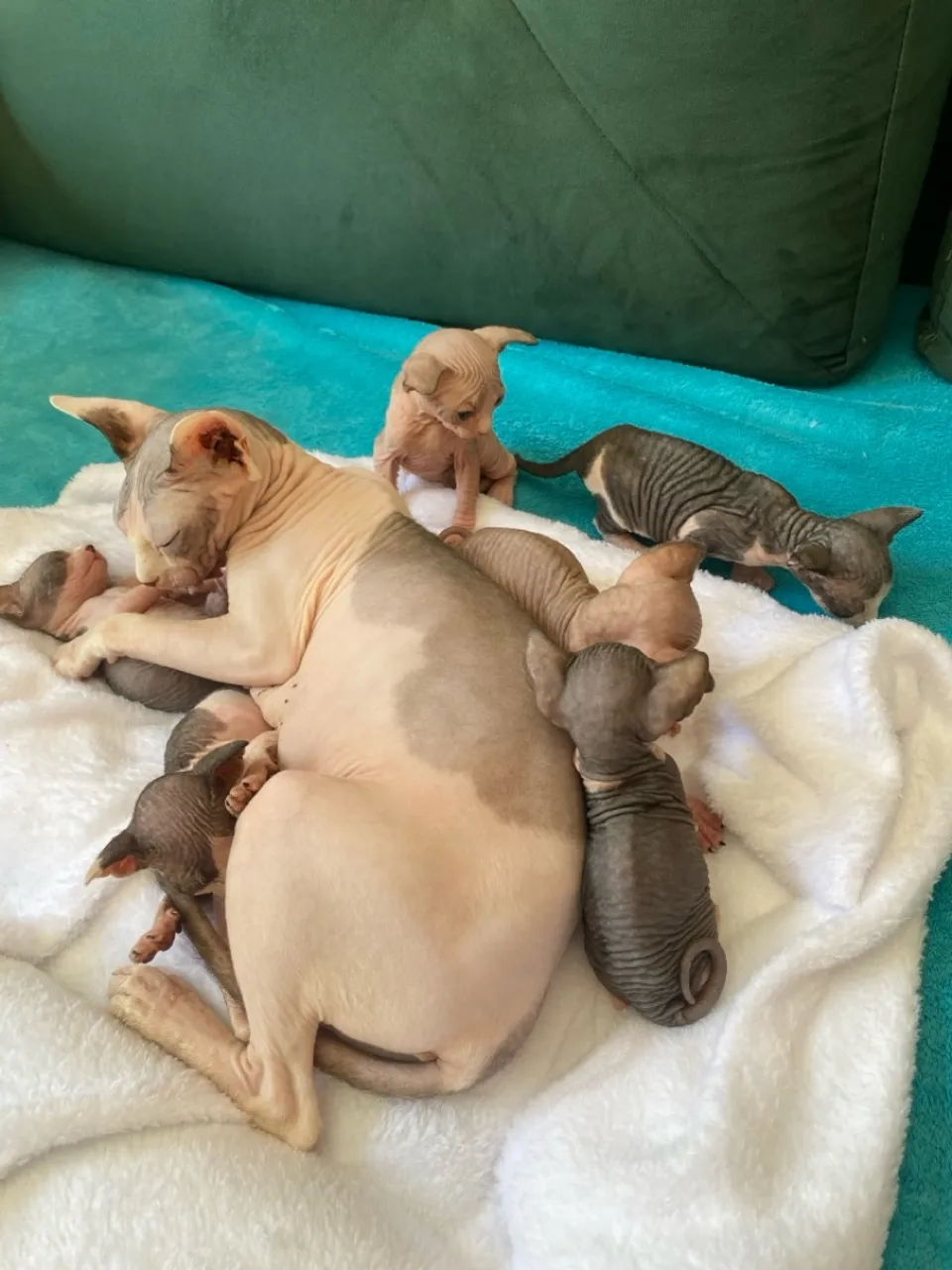 Filhotes de gato Sphynx 