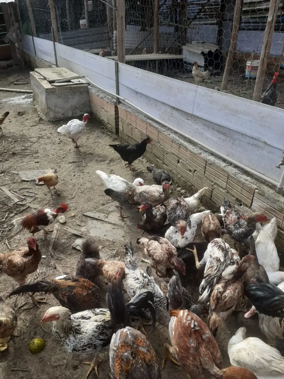 lote de Galinha caipira legitima