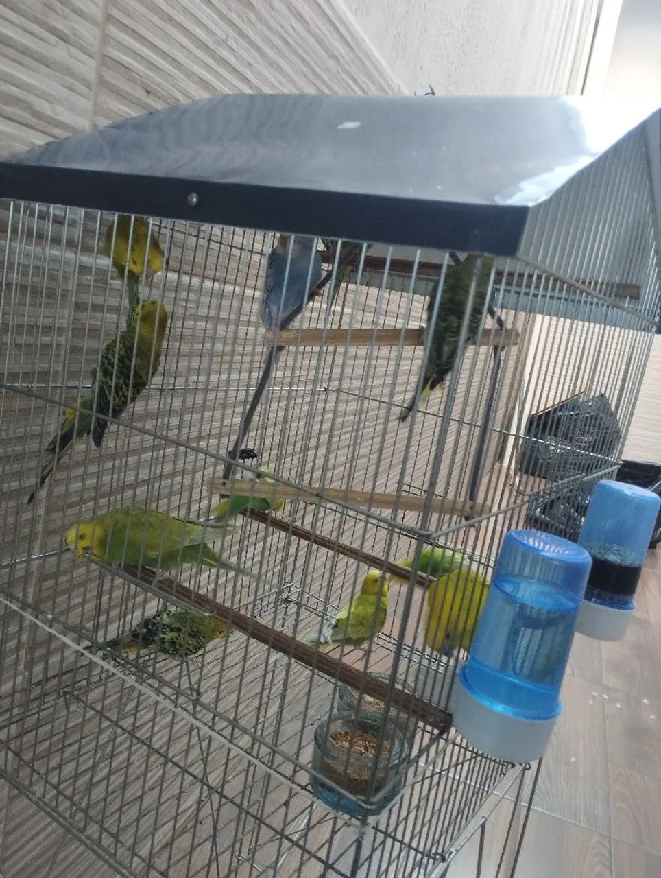 Gaiolas 