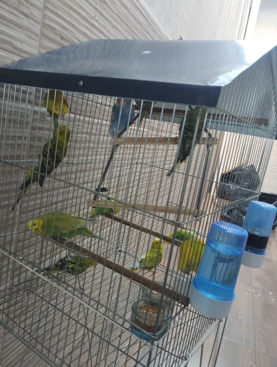 Gaiolas