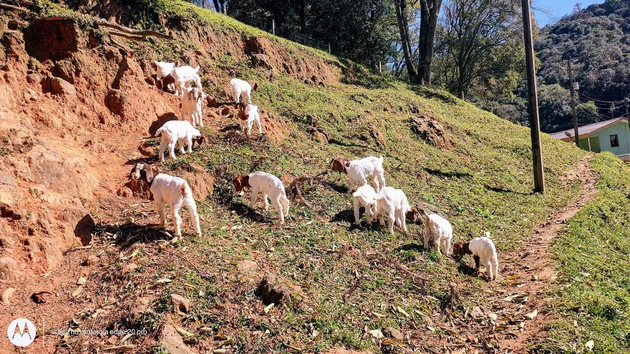 OVELHAS E CABRAS - Foto 2