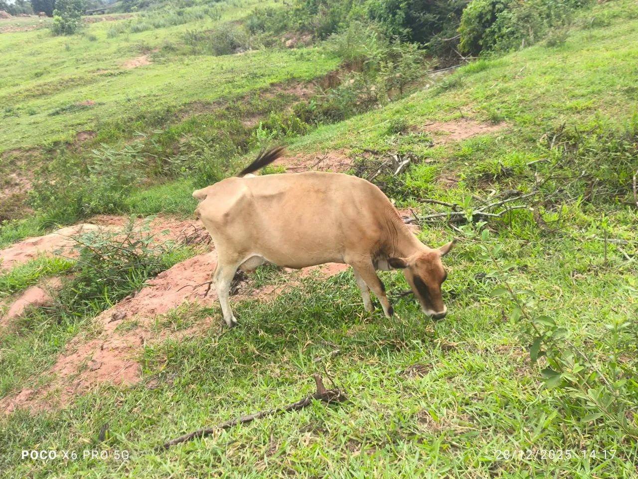 Vaca leiteira com bezerro - Foto 3