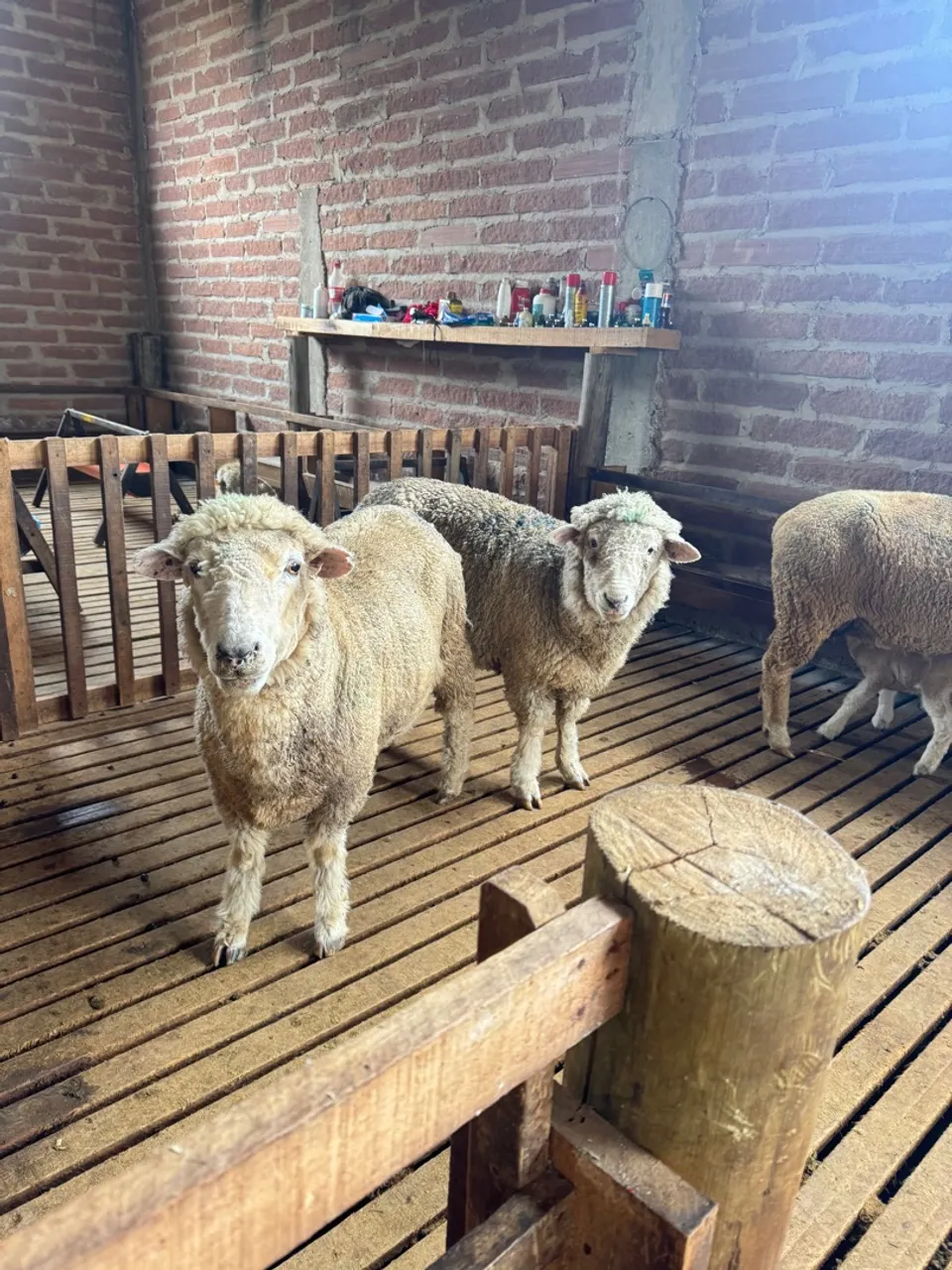 Ovelhas encarneiradas