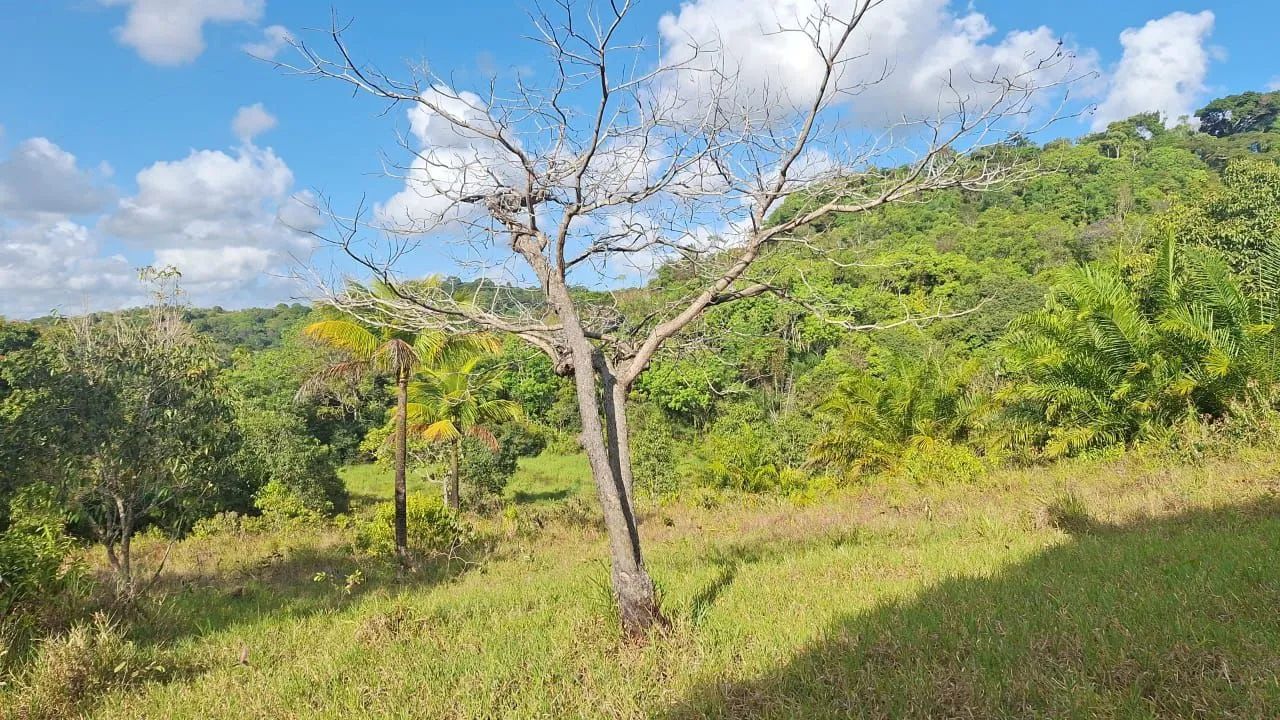 Vendo sítio de 4,2 Hectares em Ipojuca. - Foto 2