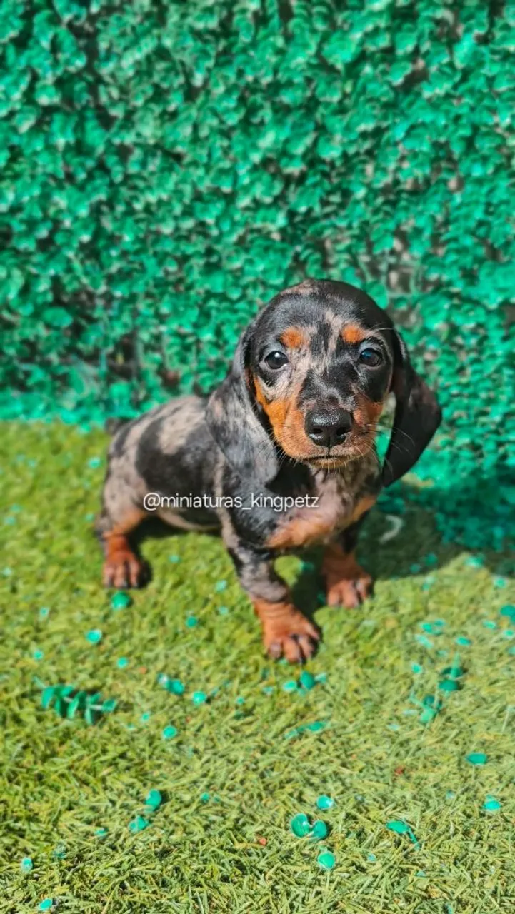 Fêmeas Arlequim Dachshund Miniatura com Kaninchen ( menores padrão da raça) Promoção
