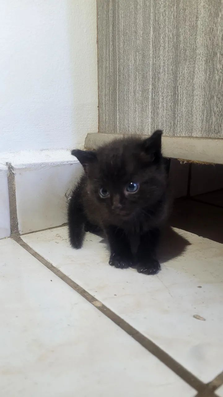 Gatinhos pretos lindos para adoção - Foto 2