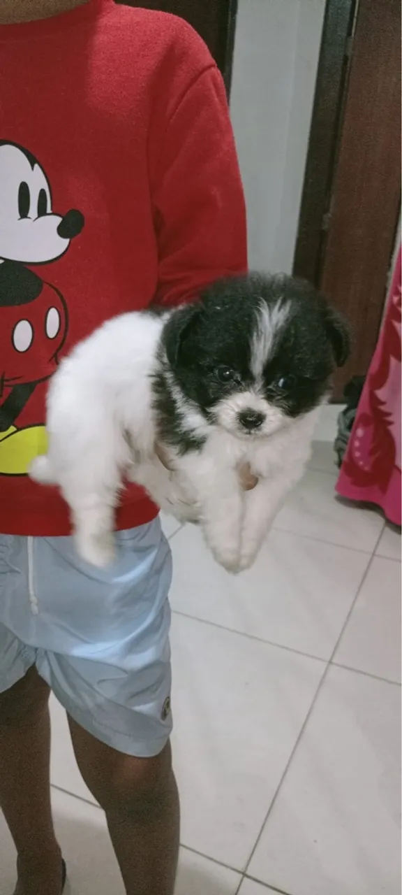 Filhote Shih Tzu