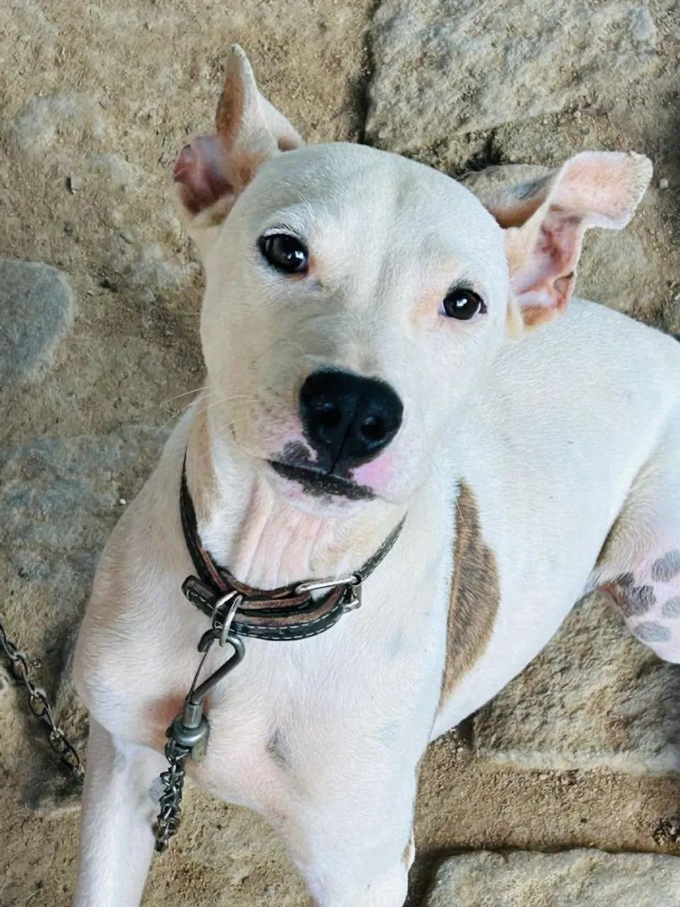Cachorro branco e marrom de porte médio