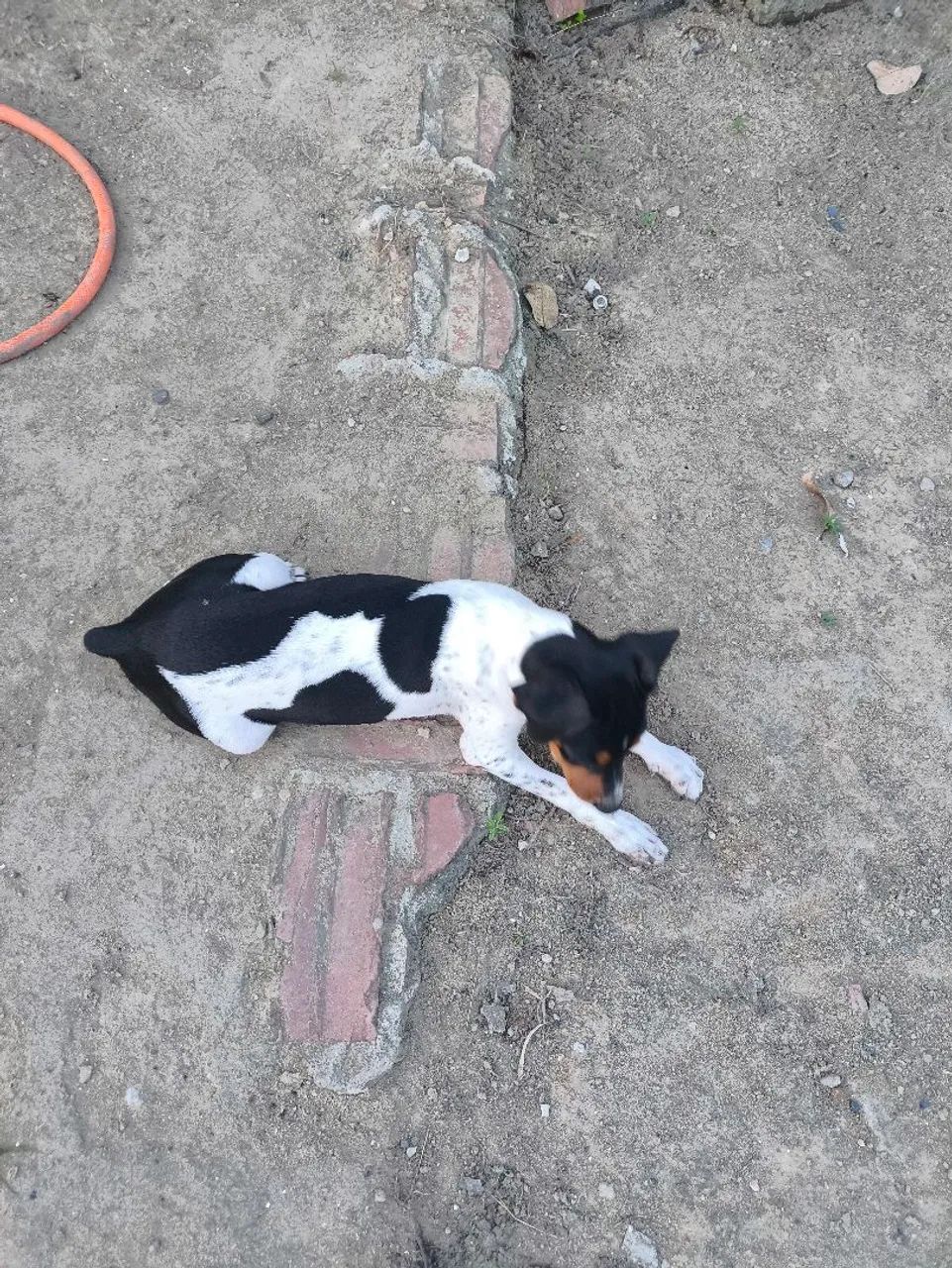 Filhote fêmea Fox paulistinha 3 meses  - Foto 3