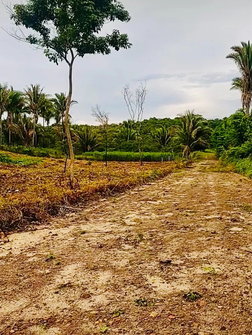 2 HECTARES DE TERRENO NO POVOADO SANTA LUZ - TERESINA PI. - Foto 3