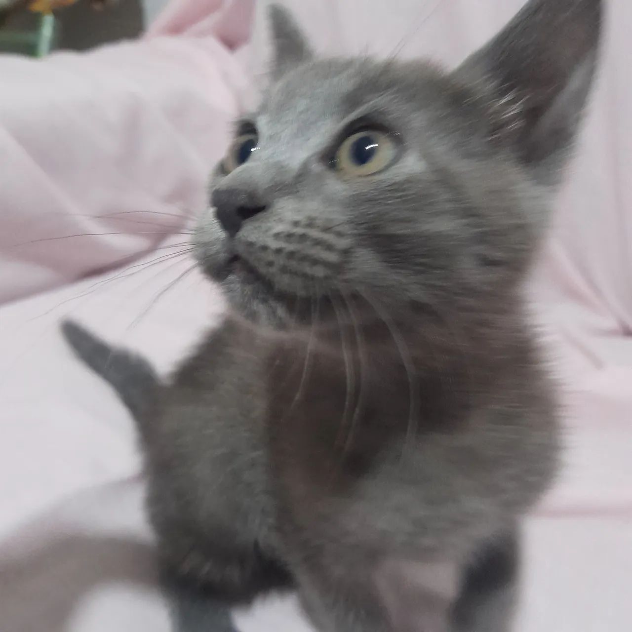 Doação de Gato de 55 dias  - Foto 4