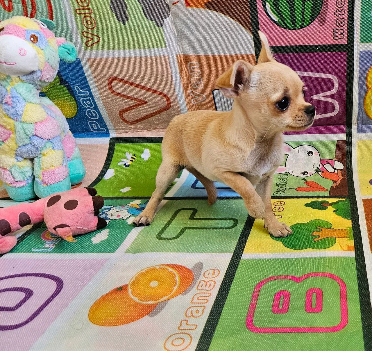 Chihuahua Fêmea - Adorável e Carinhosa - Foto 3