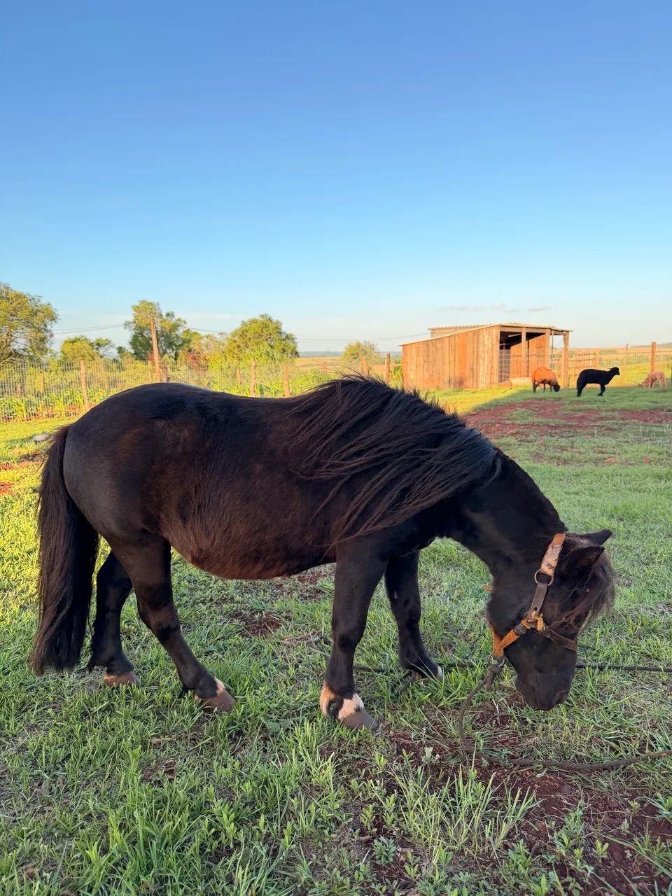 Mini Pônei país premiados na Expointer  - Foto 3