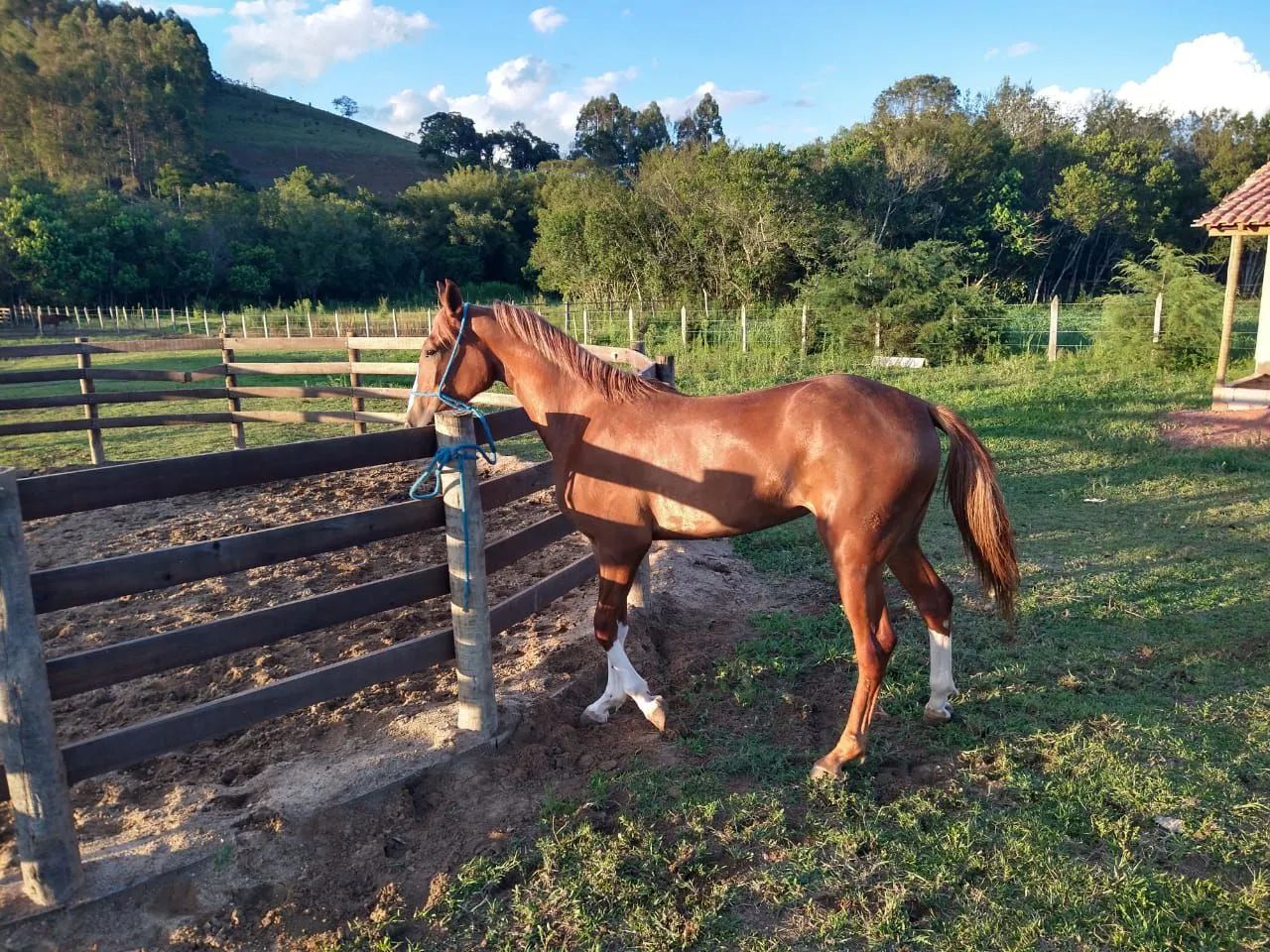 POTRA PAULISTA  - Foto 2