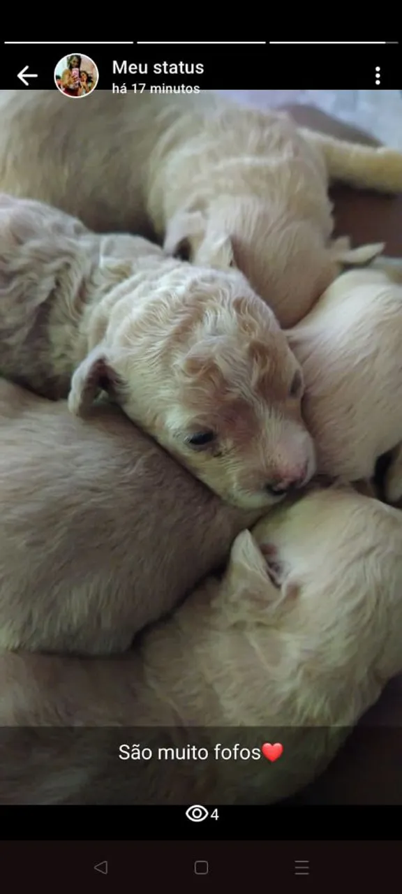 Filhotes fofos de poodle