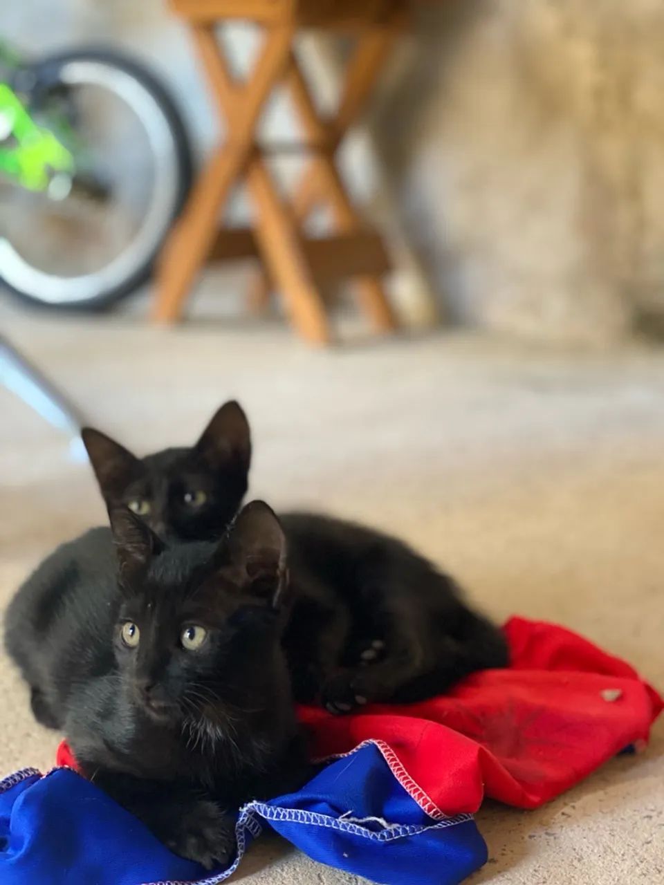 Gatinhos pretos para adoção