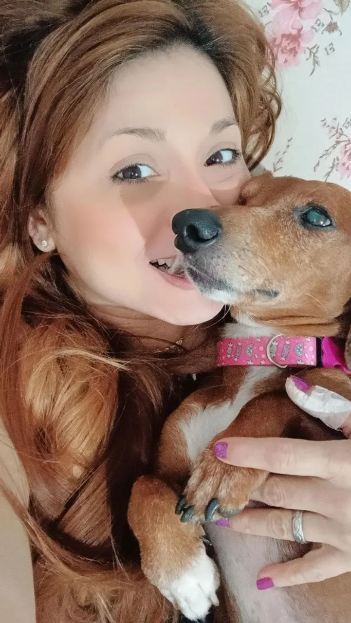 Cachorra adulta da raça Dachshund com Amor, saúde e Companheirismo garantido!
