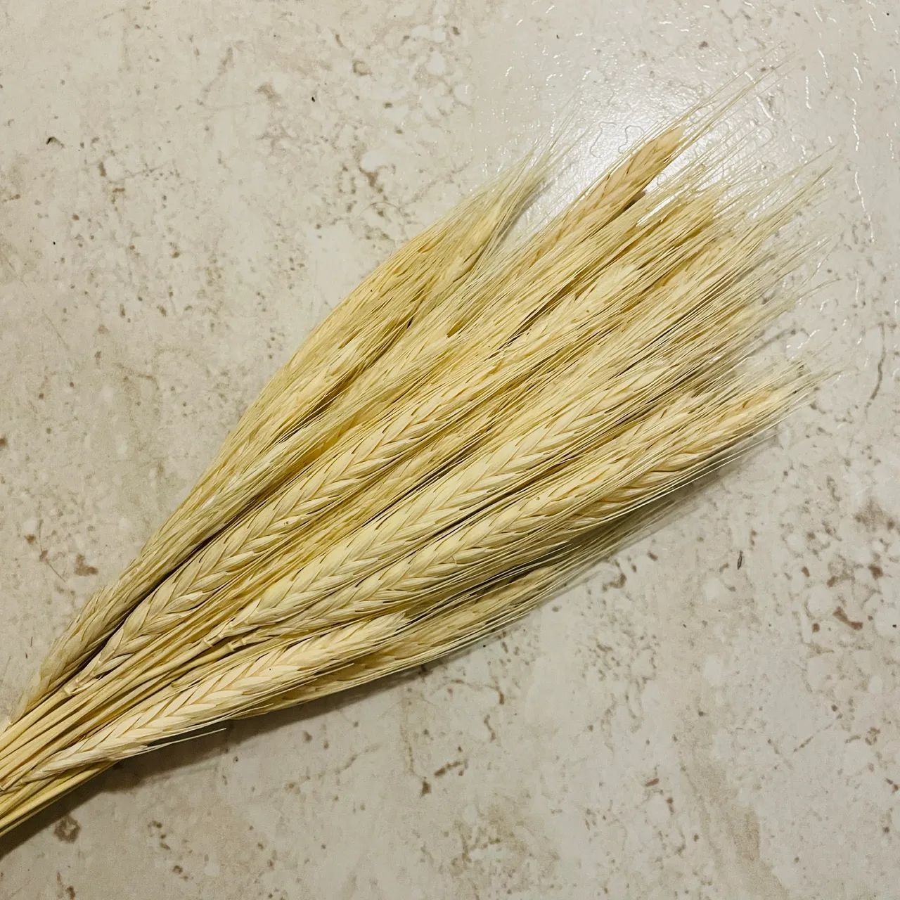 Trigo seco para decoração