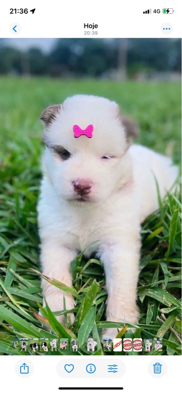 Filhotes de Husky Siberiano pelagem Wooly