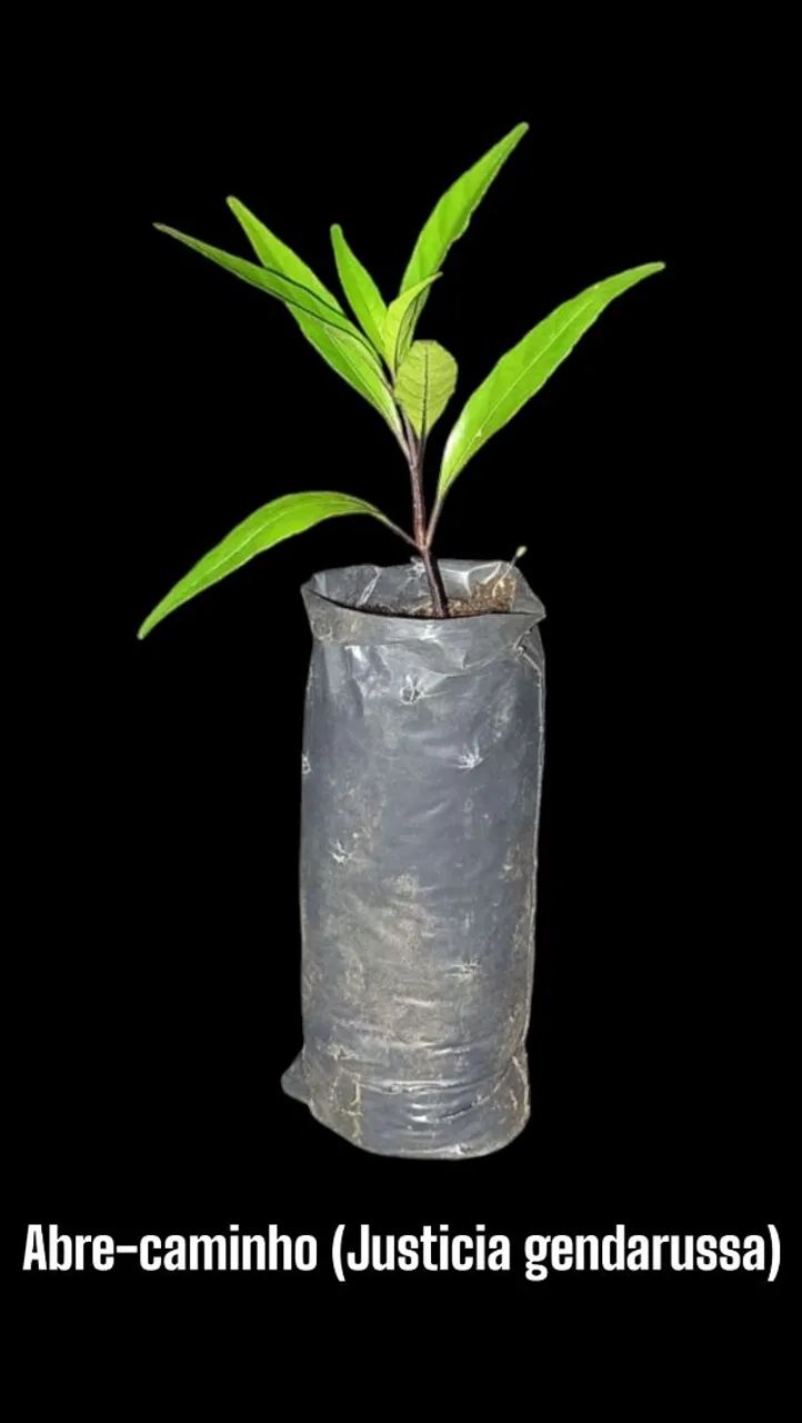 Mudas da planta Abre-caminho  - Foto 3