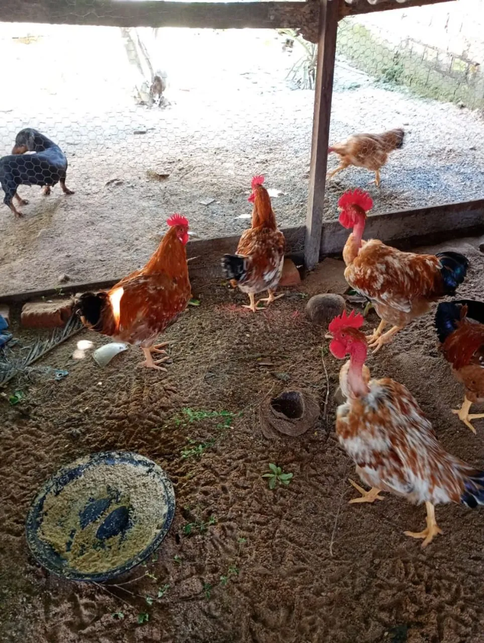FRANGOS À VENDA