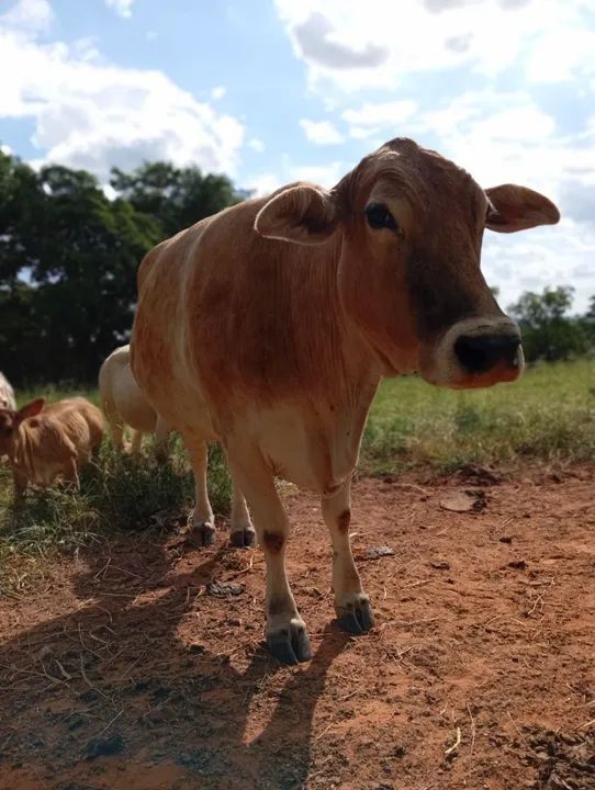 Vaca mestiça Nelore  - Foto 2