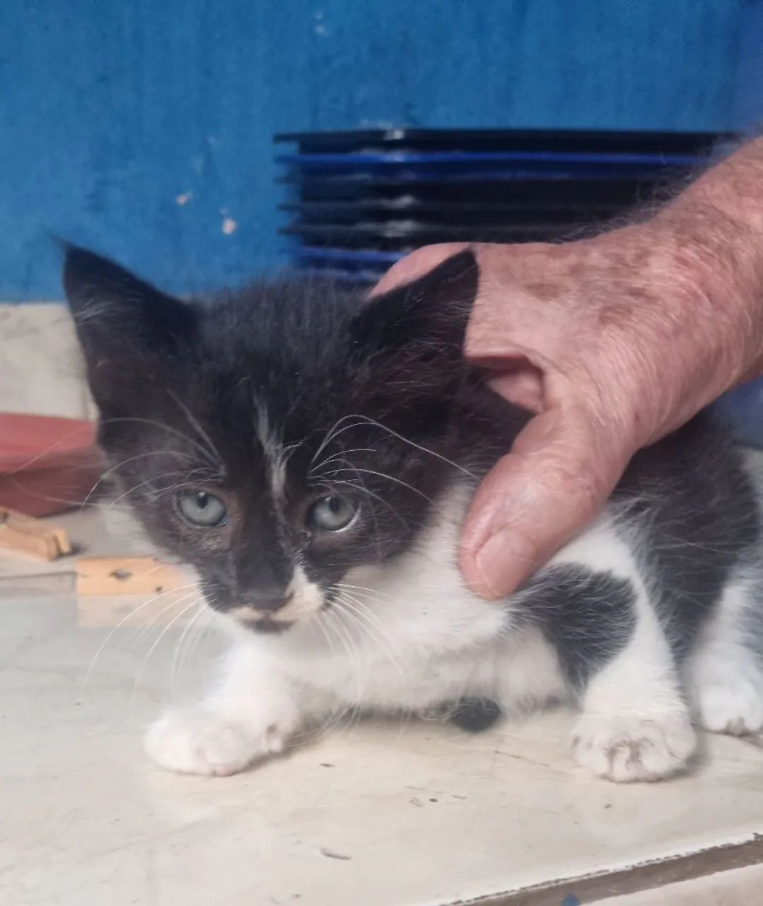 Doação de filhotes de gatos. 