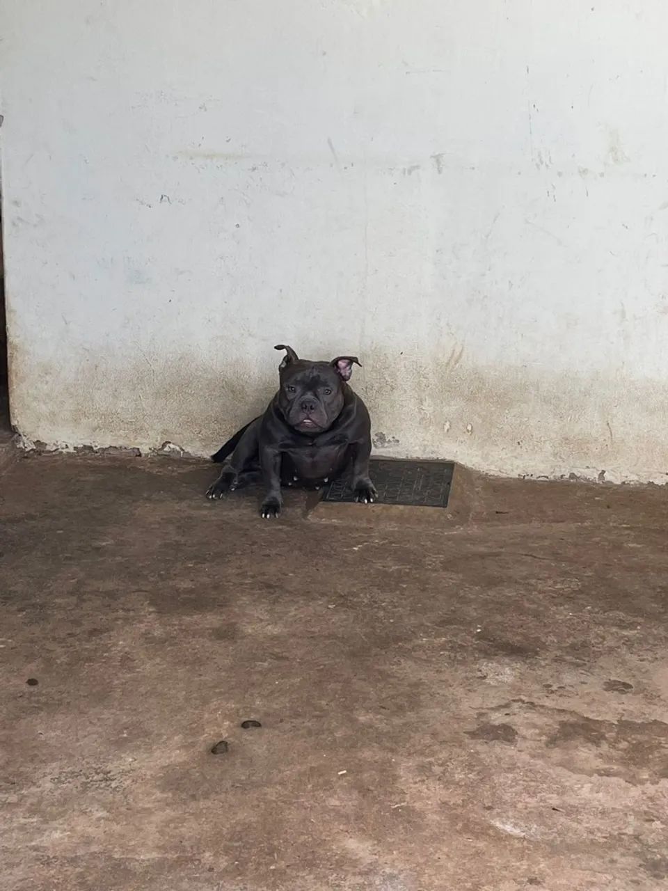 Bully Micro bluee Pedigree IBC - Foto 4