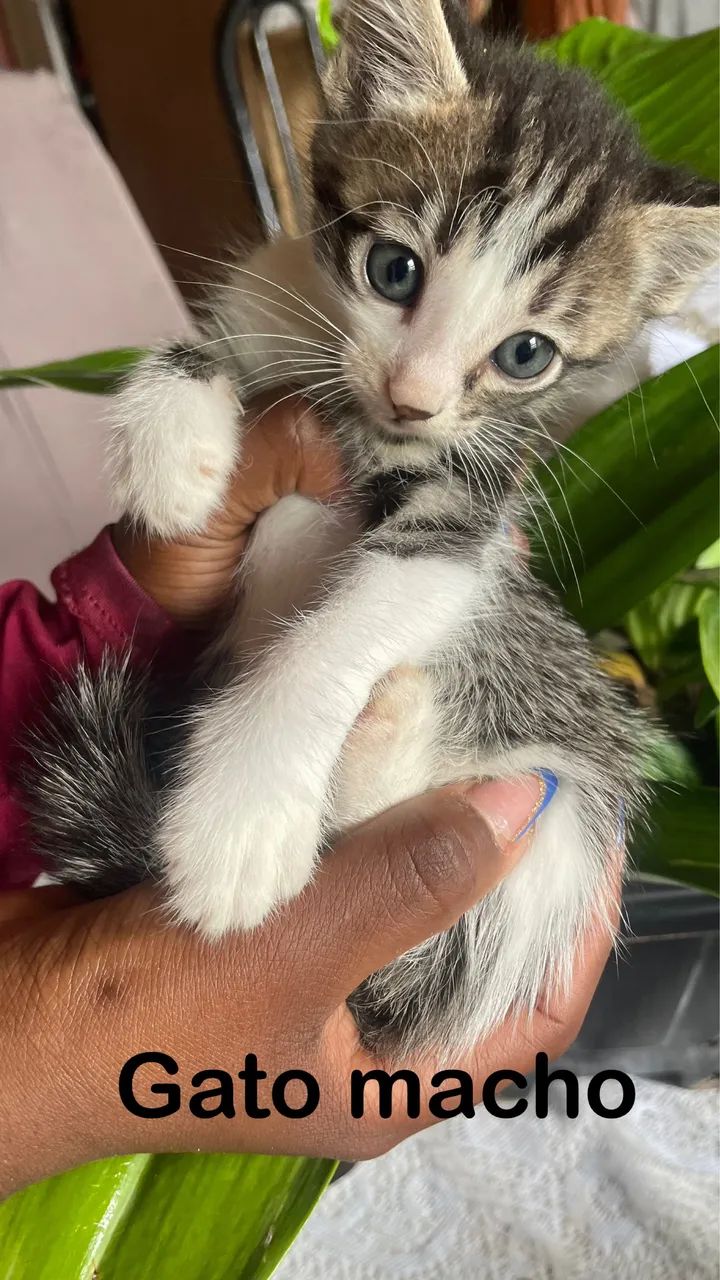 Doação de lindos gatos  - Foto 4