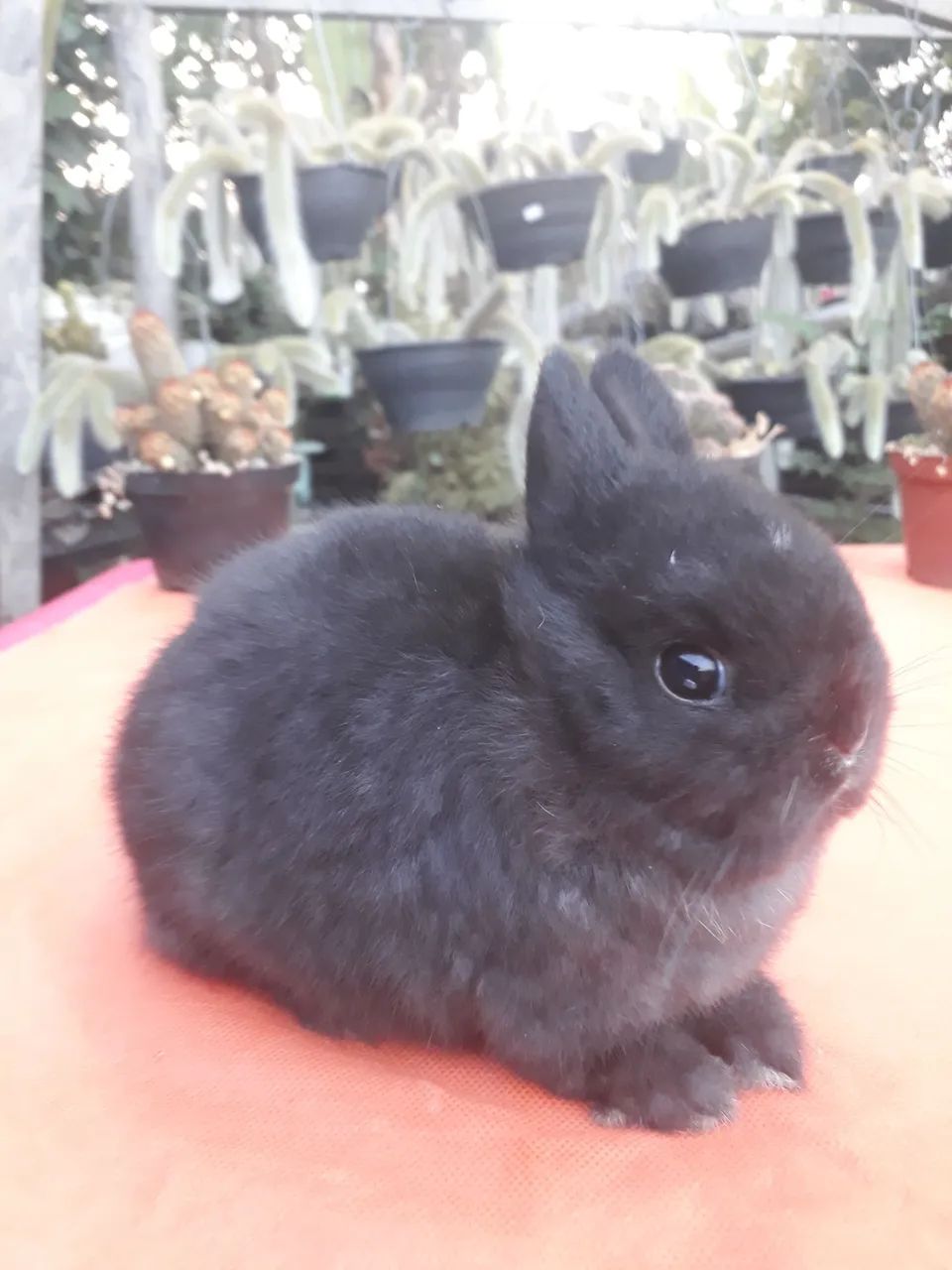 Coelho anão importado 64551630002819121