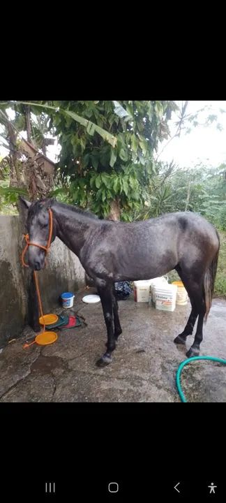 Vendo esse animal - Foto 2