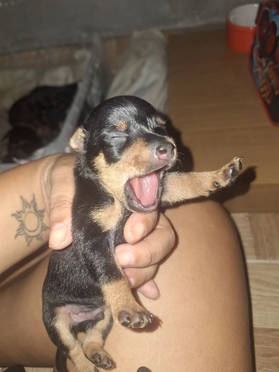 Pinscher 