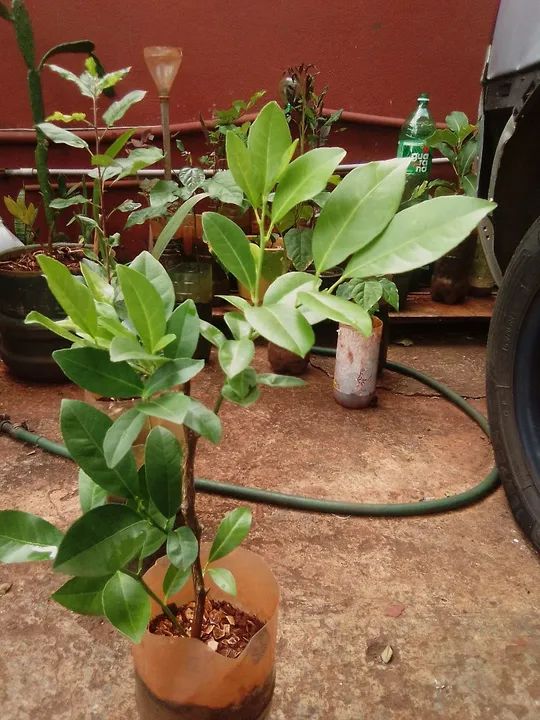 Jardim e hortaliças  - Foto 6