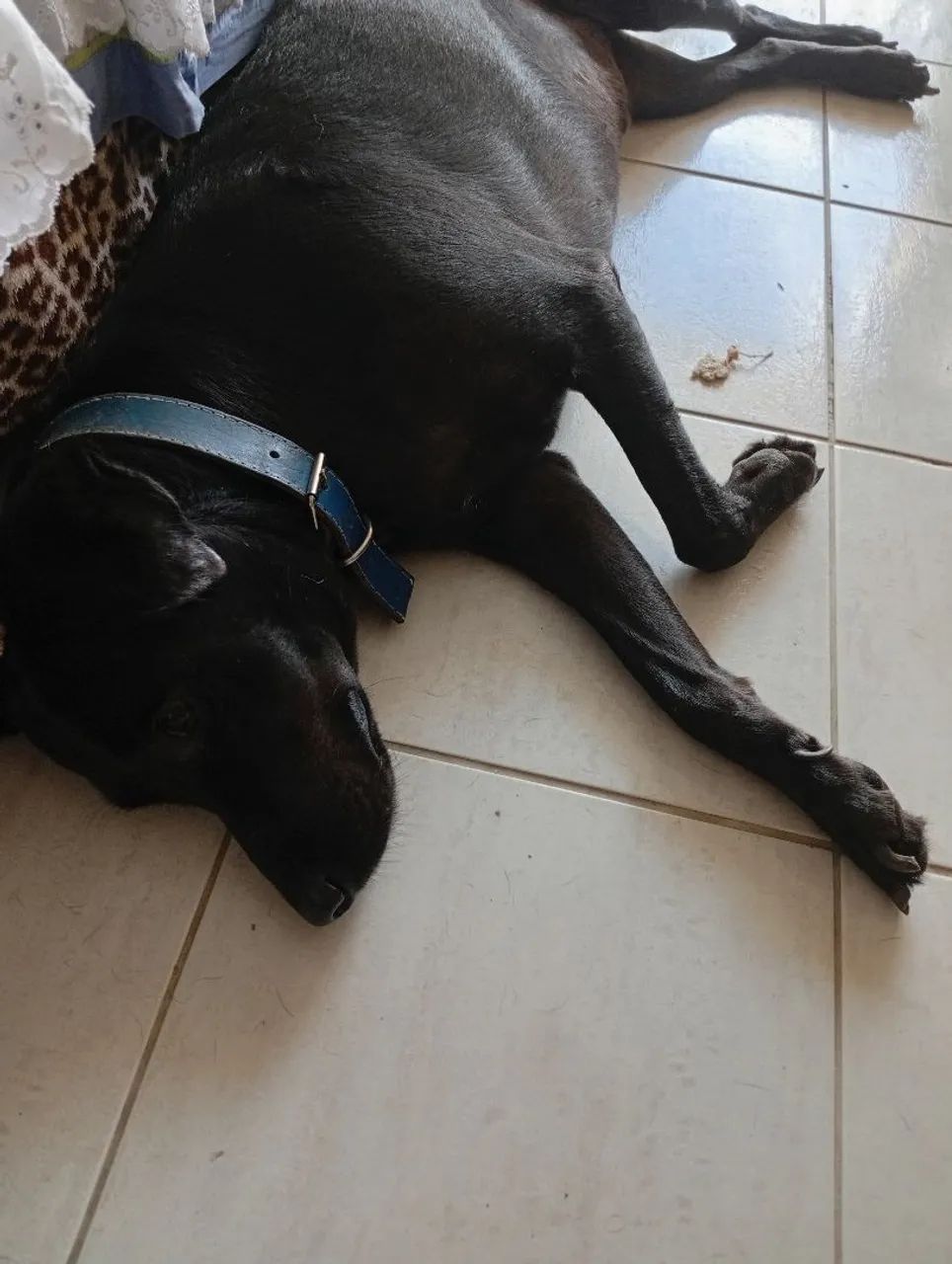 Cachorro macho castrado para adoção - Foto 4